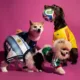 Adidas huisdieren WK shirts hond